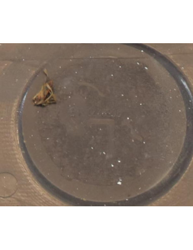 Baie de pare brise BMW SERIE 1 E87 PHASE 1 