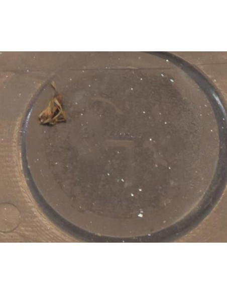 Baie de pare brise BMW SERIE 1 E87 PHASE 1 